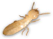 Eastern Subterranean Termites – Inspection & Treatments