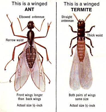 Difference between Swarming Termites and Flying Ants