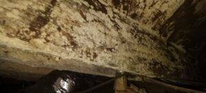 Wood Decay Damage Kinston North Carolina