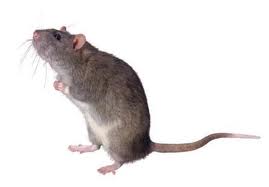 Rodent Control – Tips & Facts