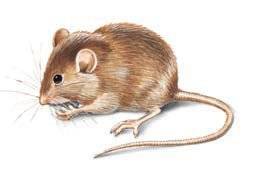 Mice - Eastern North Carolina