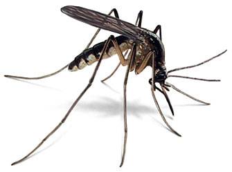 Mosquito Yard Treatment – Tips and Facts