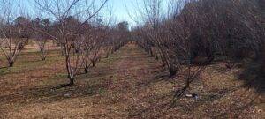 Peach Tree Wood Chips 