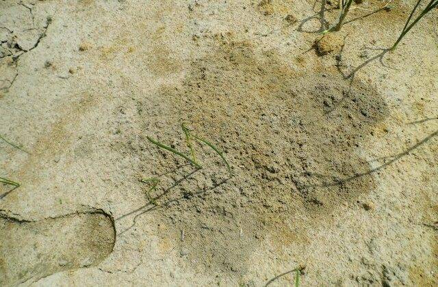 Fire ants identification | Fire Ant Facts | Fire Ant Treatment Tips