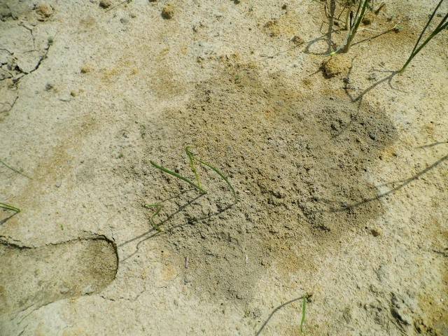 Fire ants identification | Fire Ant Facts | Fire Ant Treatment Tips