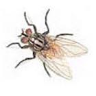 Fly products - house flies