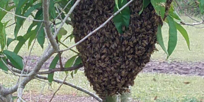 Honey bee facts and Swarms Removal – D & D Pest Control Co.