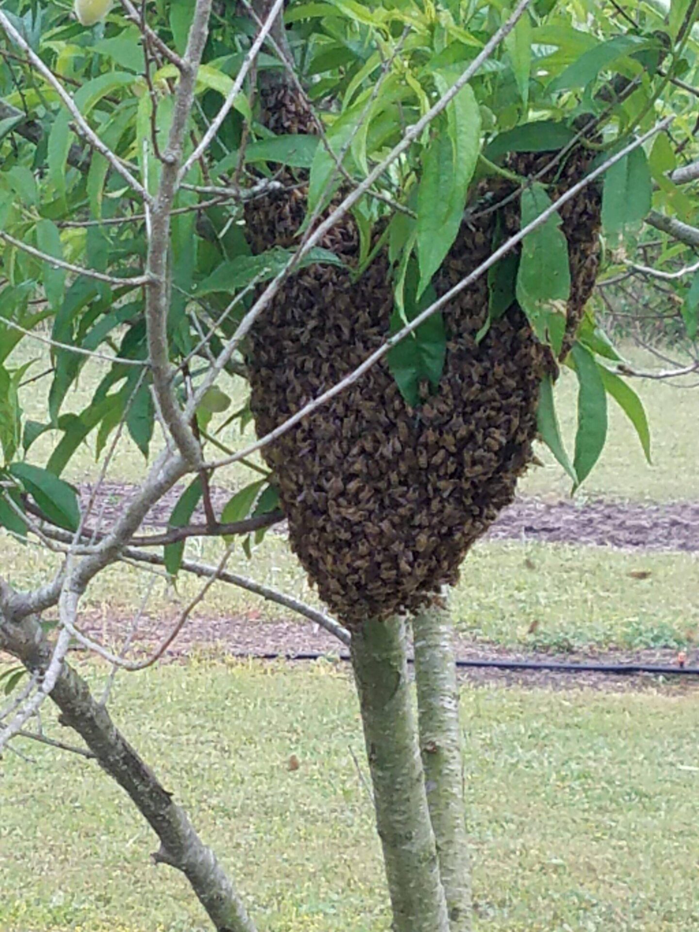 Honey bee facts and Swarms Removal – D & D Pest Control Co.