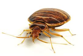 Where do bed bugs hide ?