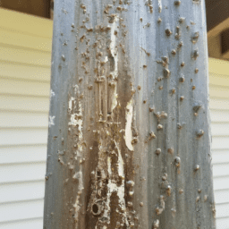 All about Powder Post Beetle Infestation