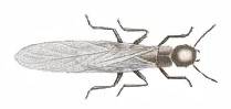 What to do if you see swarming termites