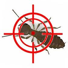 How much does a termite treatment cost ?