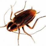 Most Effective Treatment for German Roaches
