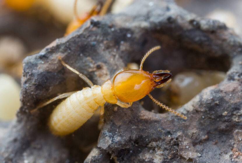 D & D Pest Control Co. - What do termites look like
