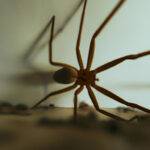 Brown Recluse Spider